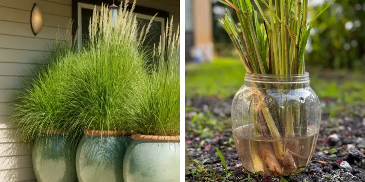 Why You Should Plant Lemongrass Around Your Patio – The Benefits Might Surprise You