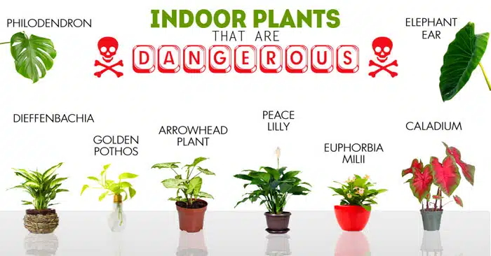 11 Toxic Houseplants That Quietly Threaten Children and Pets