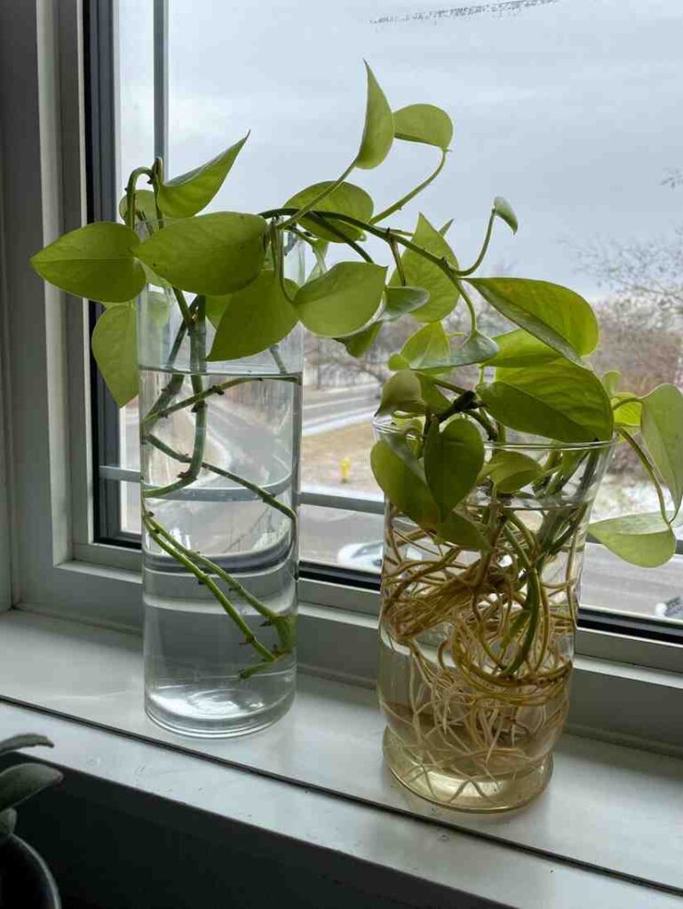 Pothos
